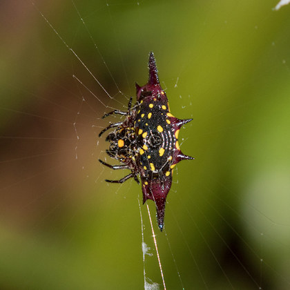 Northern Jewelled Spider (Gasteracantha fornicata)